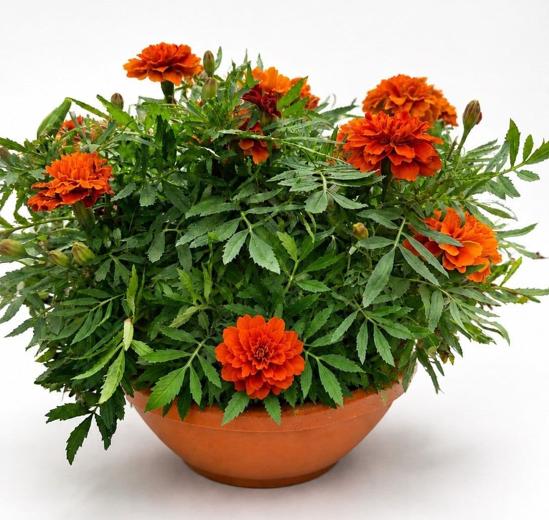 Marigold Bowl Assorted