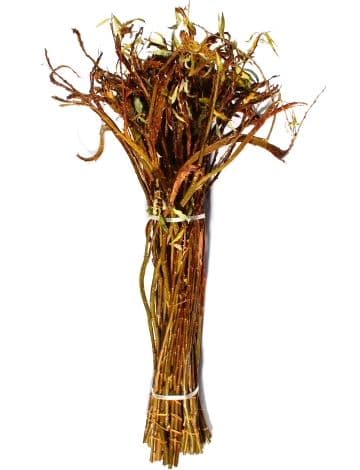 Fantail Willow Small 30"-36"