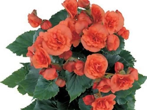 Begonia Solenia Assorted