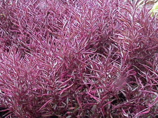 Picture of Alternanthera Red Threads