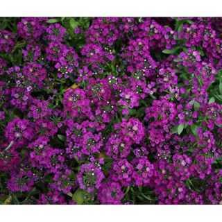 Picture of Alyssum Clear Crystal Purple Shades