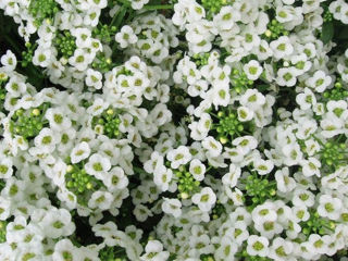 Picture of Alyssum Clear Crystal White