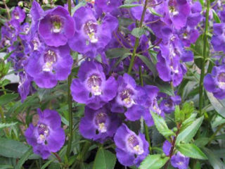 Picture of Angelonia Angelface Blue