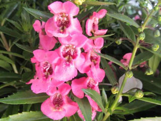 Picture of Angelonia Angelface Perfectly Pink