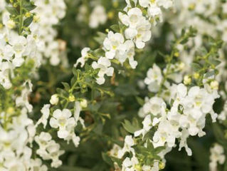 Picture of Angelonia Angelface White
