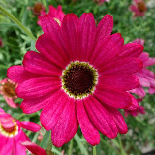 Picture of Argyranthemum Grand Daisy Dark Pink