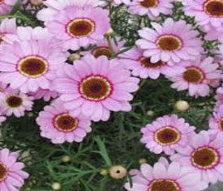 Picture of Argyranthemum Grand Daisy Pink Halo