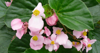Picture of Begonia Baby Wing Pink