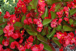 Picture of Begonia Big Red w/ Green Leaf