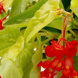 Picture of Begonia Canary Red