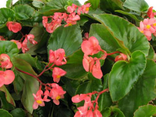 Picture of Begonia Dragon Wing Pink