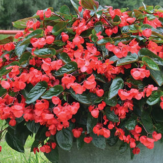 Picture of Begonia Dragon Wing Red