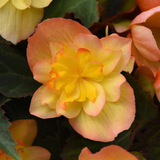 Picture of Begonia Compact Double Apricot Hanging Basket