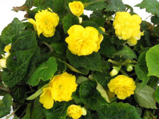 Picture of Begonia Non Stop Yellow