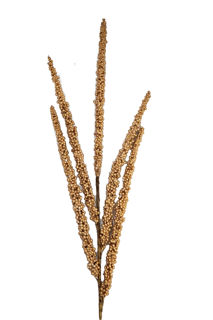 Picture of Spike Berry Spray Gold 32" 