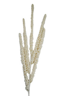 Picture of Spike Berry Spray White 32" 