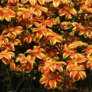Picture of Bidens Bee Bold