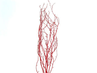 Picture of Birch Large Glitter Red 36"-48"