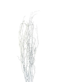 Picture of Birch Large Glittered Silver 36"-48"