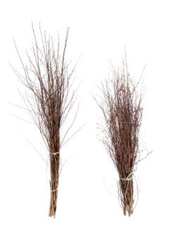 Picture of Birch Large Natural 36"-48"