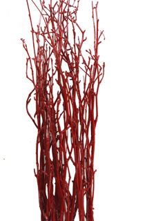 Picture of Birch Large Painted Red 36"-48"