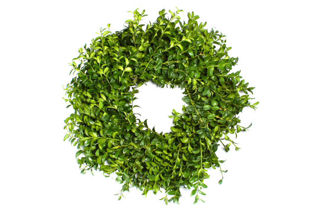 Picture of Boxwood 24" Wreath