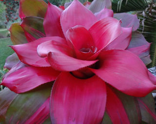 Picture of Bromeliad Neoregelia Pink