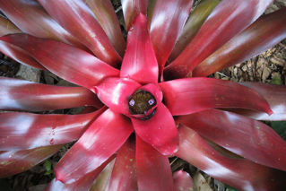 Picture of Bromeliad Neoregelia Red