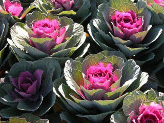Picture of Cabbage Crane Red
