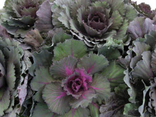 Picture of Cabbage Osaka Red