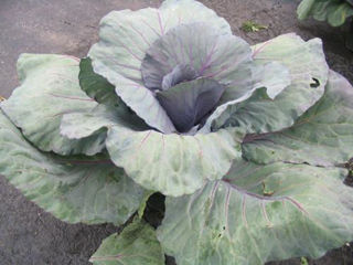 Picture of Cabbage Ruby Red Perfection