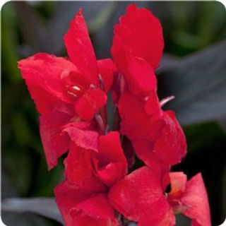 Picture of Canna Cannova Bronze Scarlet