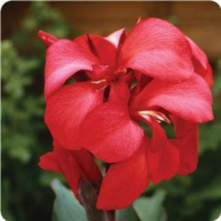 Picture of Canna Cannova Rose