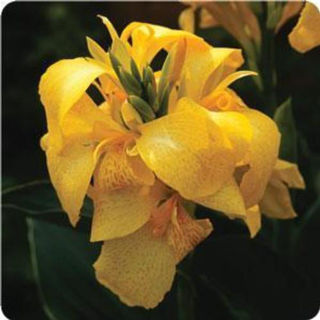 Picture of Canna Cannova Yellow