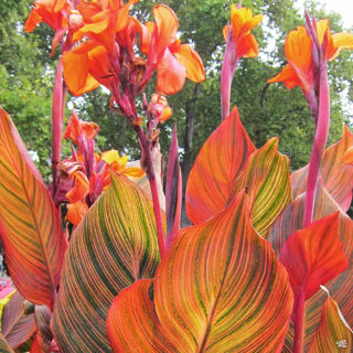 Picture of Canna Tropicana