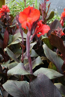 Picture of Canna Tropicana Black