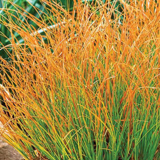 Picture of Carex Prairie Fire