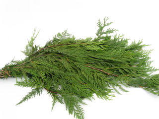 Picture of Cedar Red Western Bunch