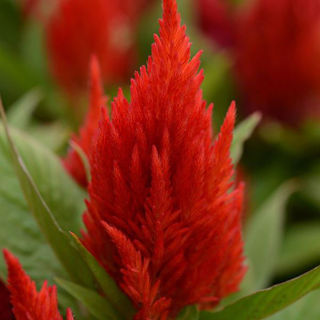 Picture of Celosia First Flame Red
