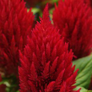Picture of Celosia First Flame Scarlet