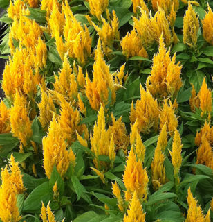 Picture of Celosia First Flame Yellow