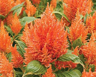 Picture of Celosia Fresh Look Orange
