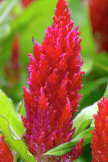 Picture of Celosia Fresh Look Red