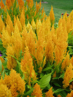 Picture of Celosia Fresh Look Yellow