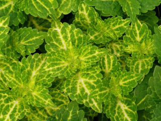 Picture of Coleus Electric Lime