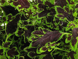 Picture of Coleus Inky Fingers