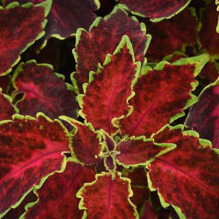 Picture of Coleus Ruby Punch
