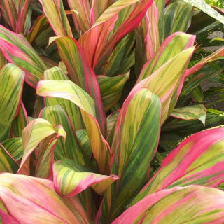 Picture of Cordyline Harlequin