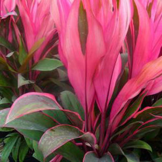 Picture of Cordyline Maria