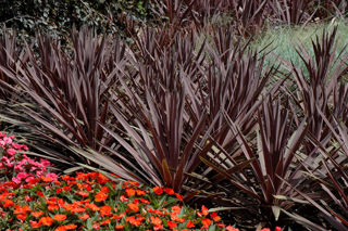 Picture of Cordyline Red Sensation